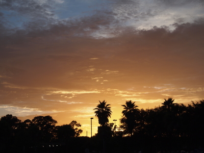 [The sky is nearly completely cloud-coverd. The setting sun has colored the underside of the clouds yellow. while the palm trees and pine trees at the horizon appear dark, the yellow sky hightlights the outlines of the trees.]